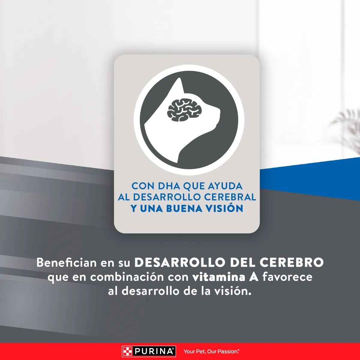 Excellent Gatitos Pollo y Arroz - 7