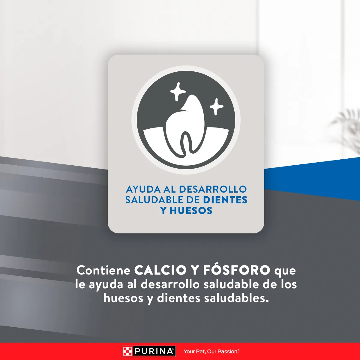 Excellent Gatitos Pollo y Arroz - 8