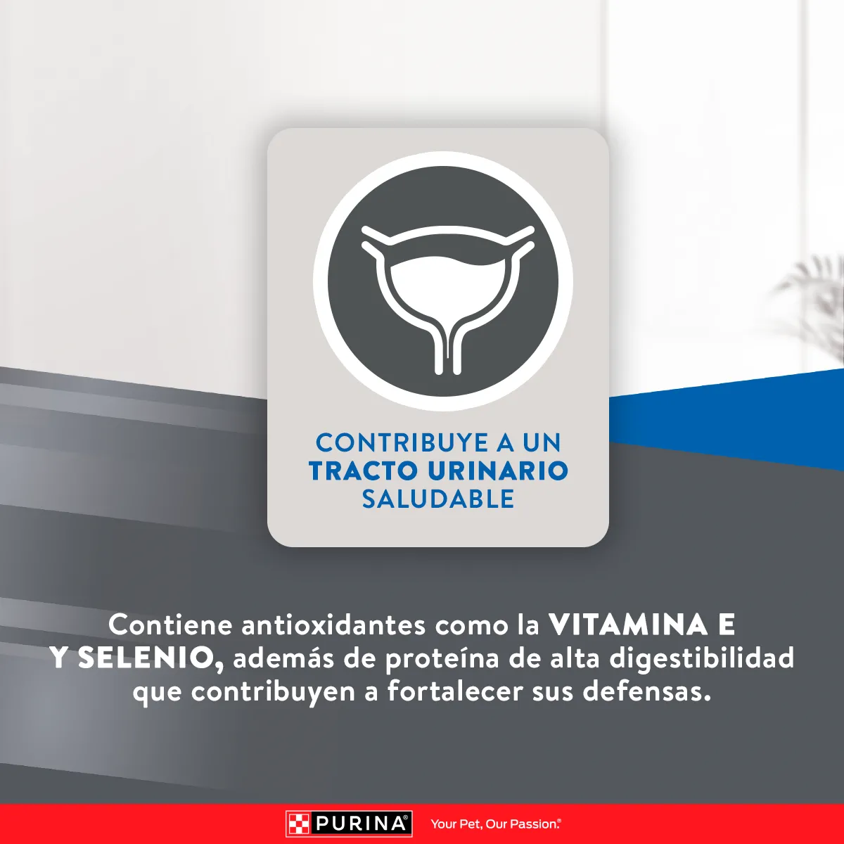 Excellent Gato Adulto con Pollo y Arroz - 7