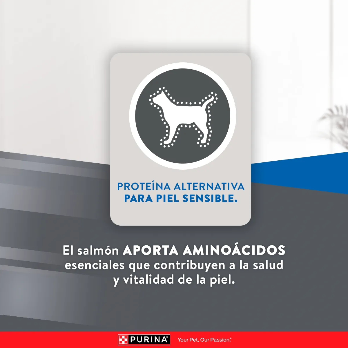 Excellent Gatos Adultos Piel Sensible con Salmón - 6