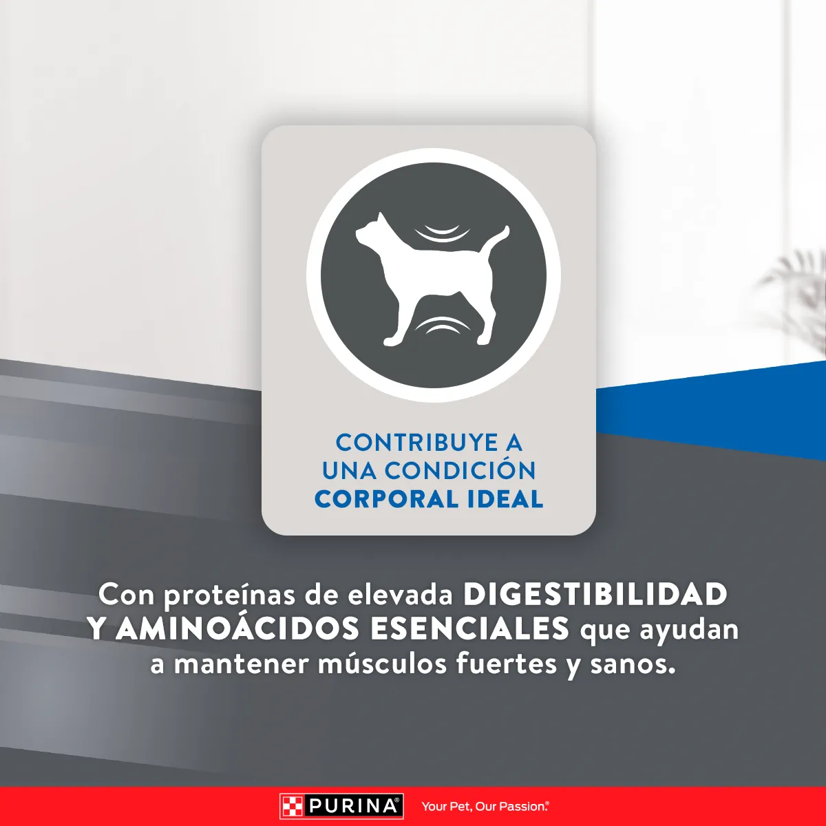 Excellent Esterilizados para Gato Adulto - 6