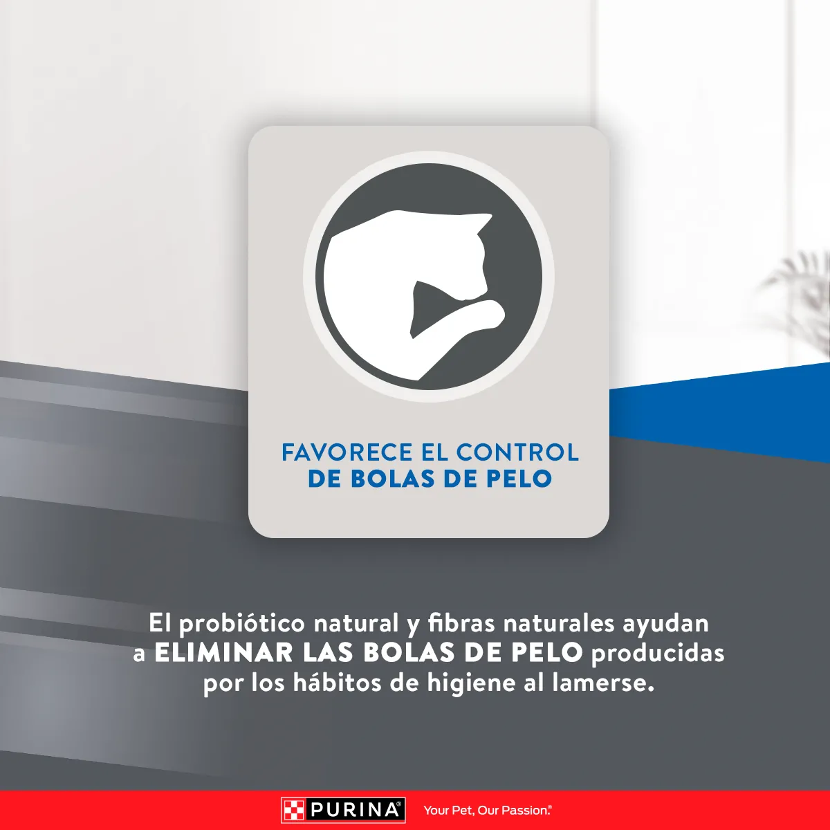 Excellent Esterilizados para Gato Adulto - 7