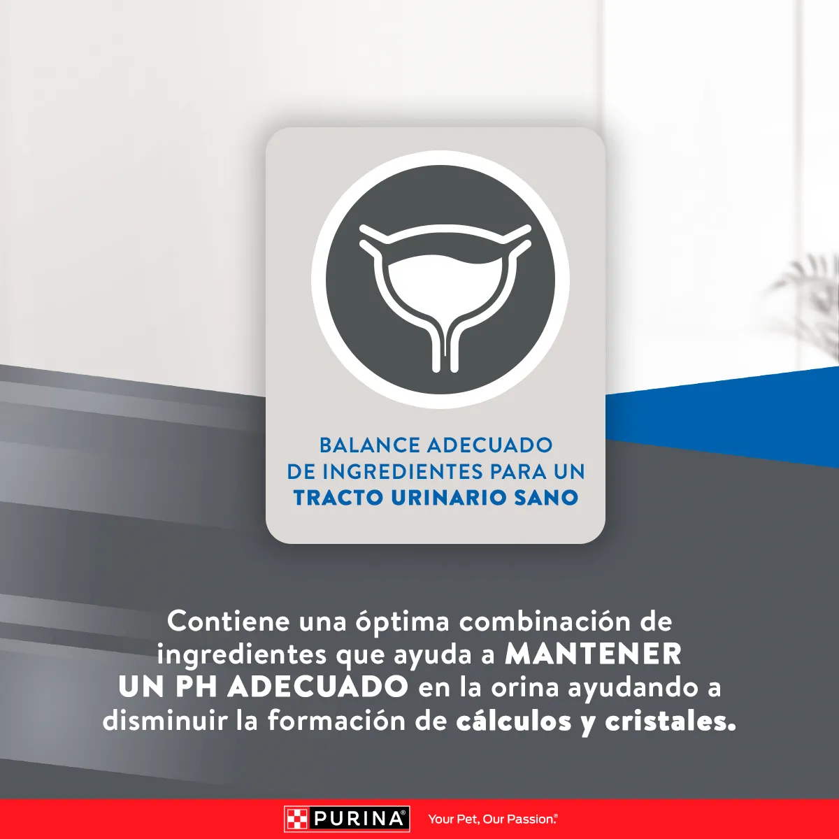 Excellent Esterilizados para Gato Adulto - 8