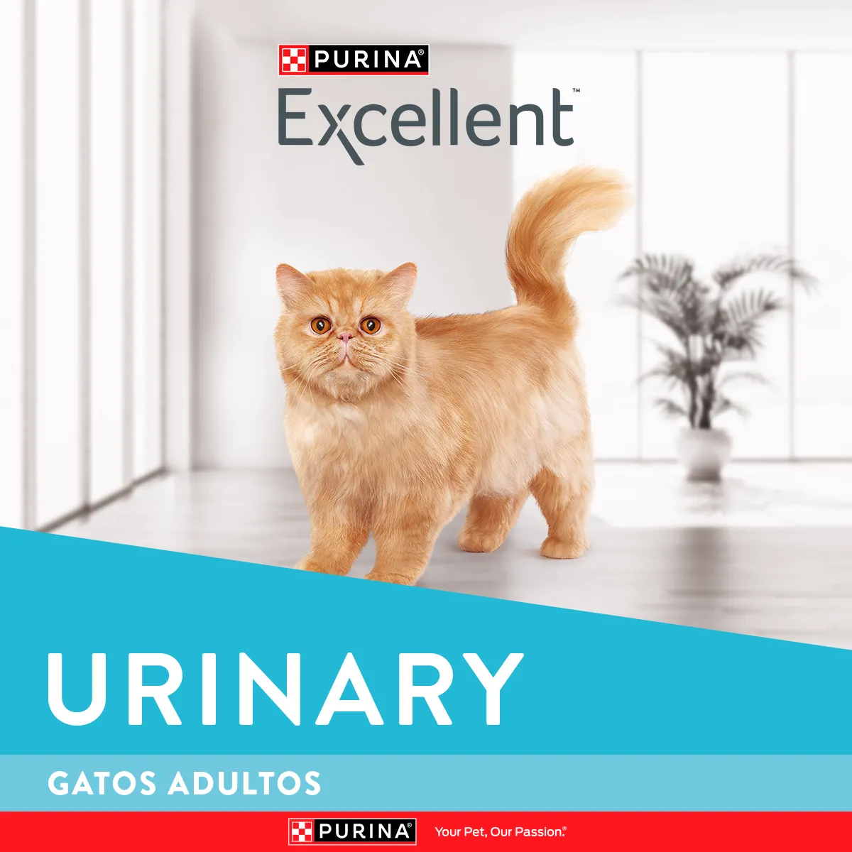 Excellent Urinary con Pollo y Arroz para Gato Adulto - 3