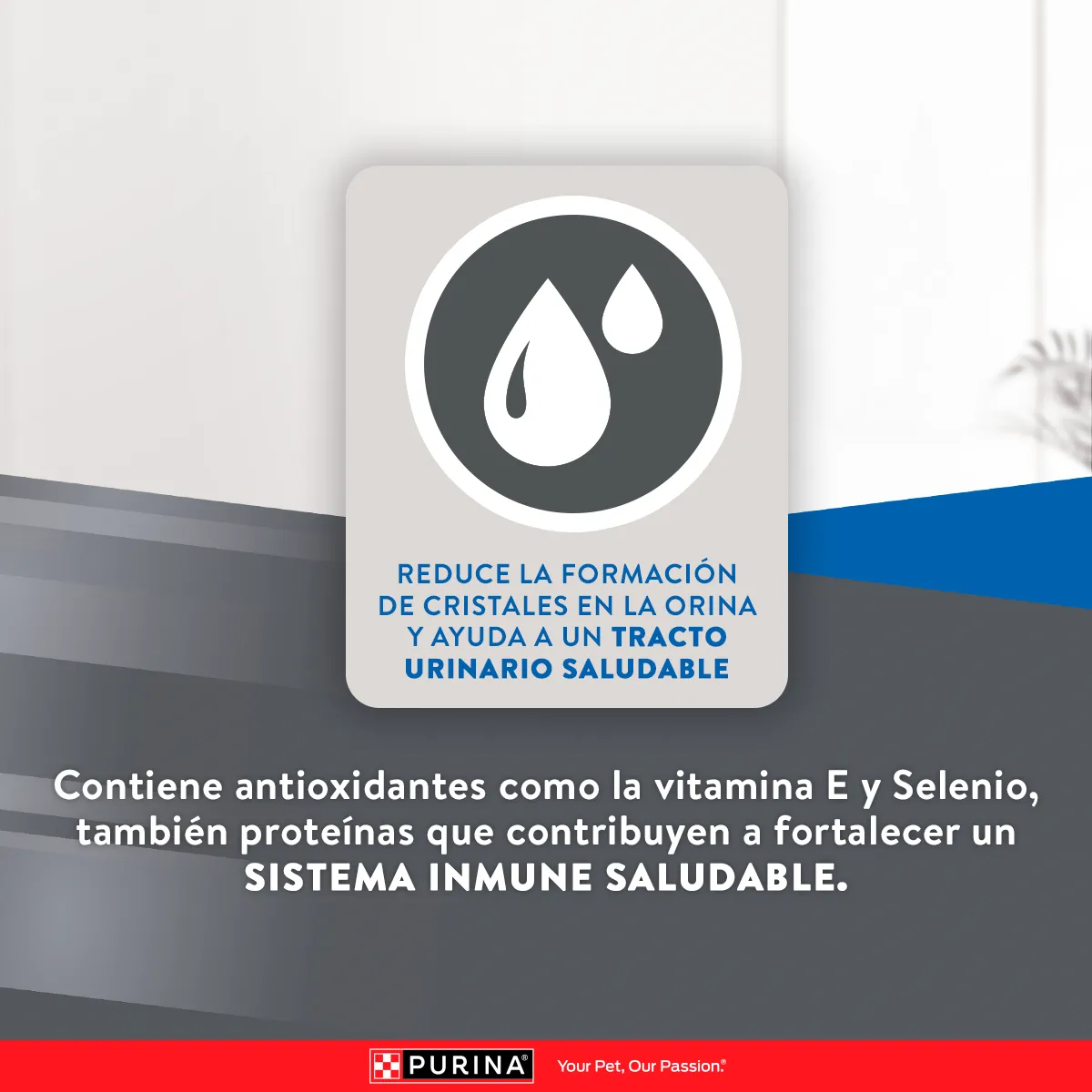 Excellent Urinary con Pollo y Arroz para Gato Adulto - 6