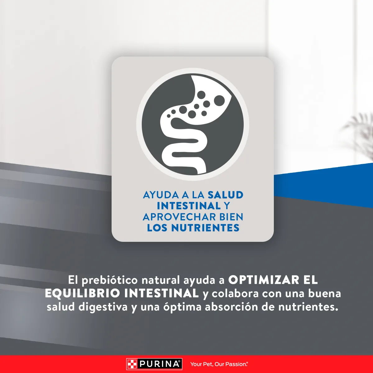 Excellent Urinary con Pollo y Arroz para Gato Adulto - 8