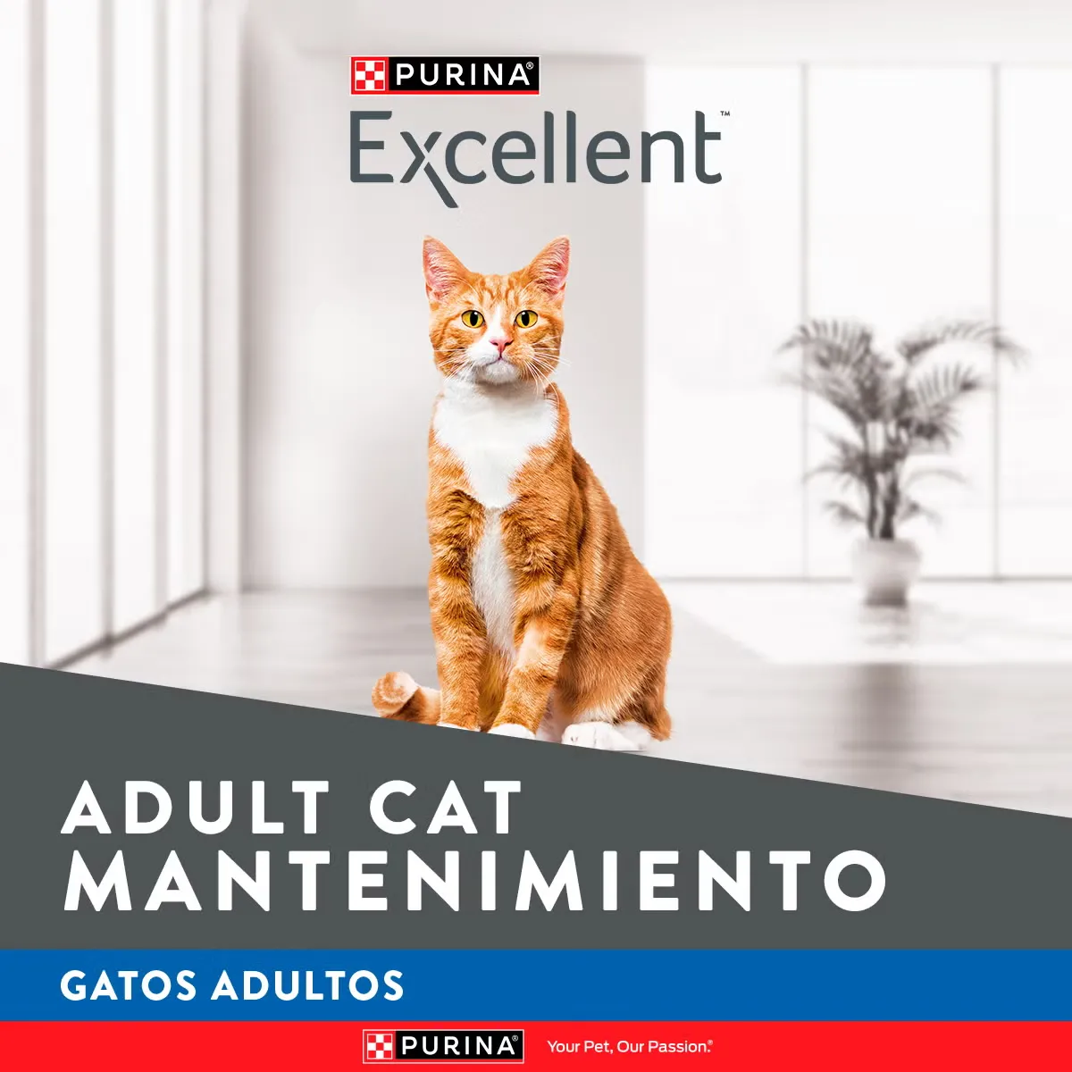 Excellent Mantenimiento para Gato Adulto - 2