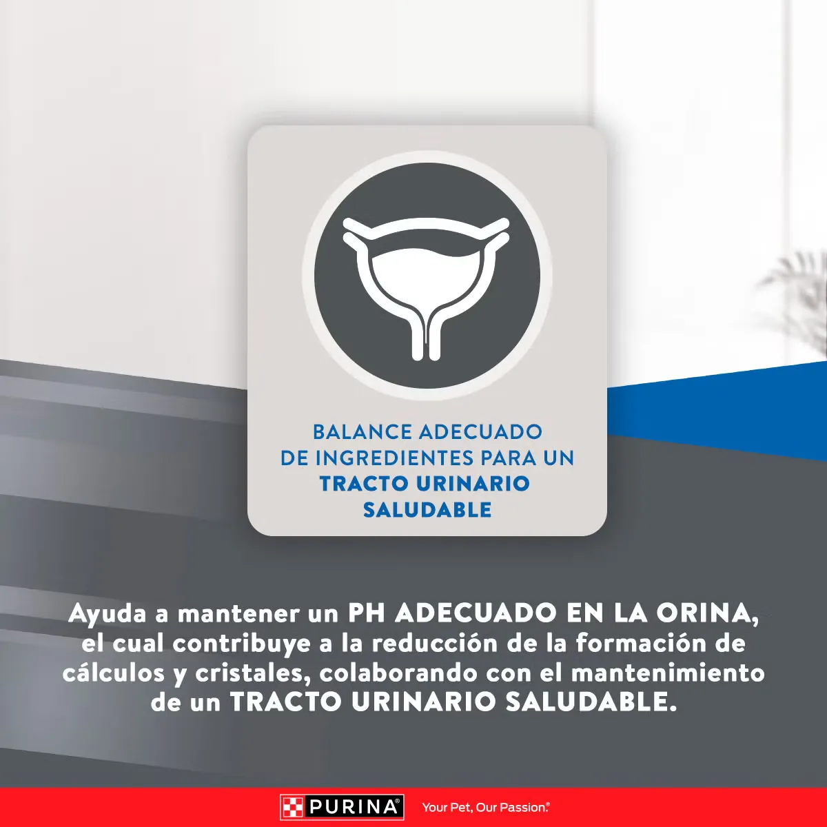 Excellent Mantenimiento para Gato Adulto - 5