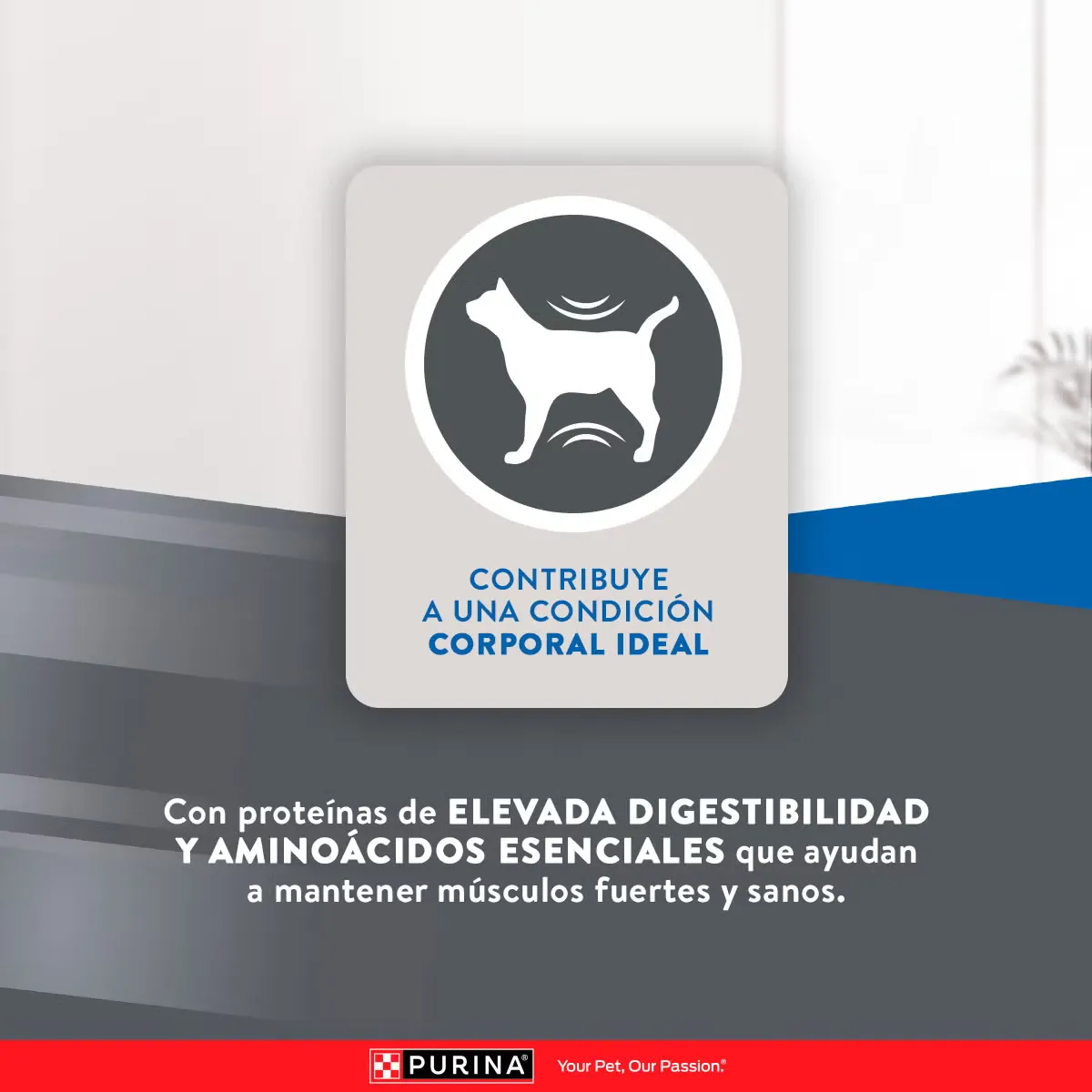 Excellent Mantenimiento para Gato Adulto - 6