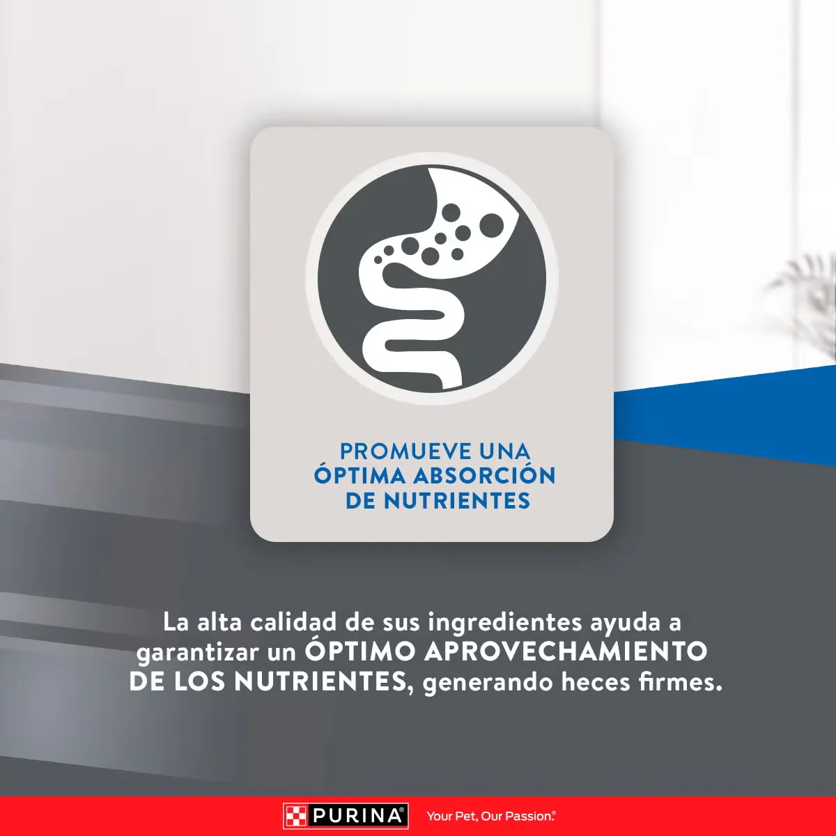 Excellent Mantenimiento para Gato Adulto - 7