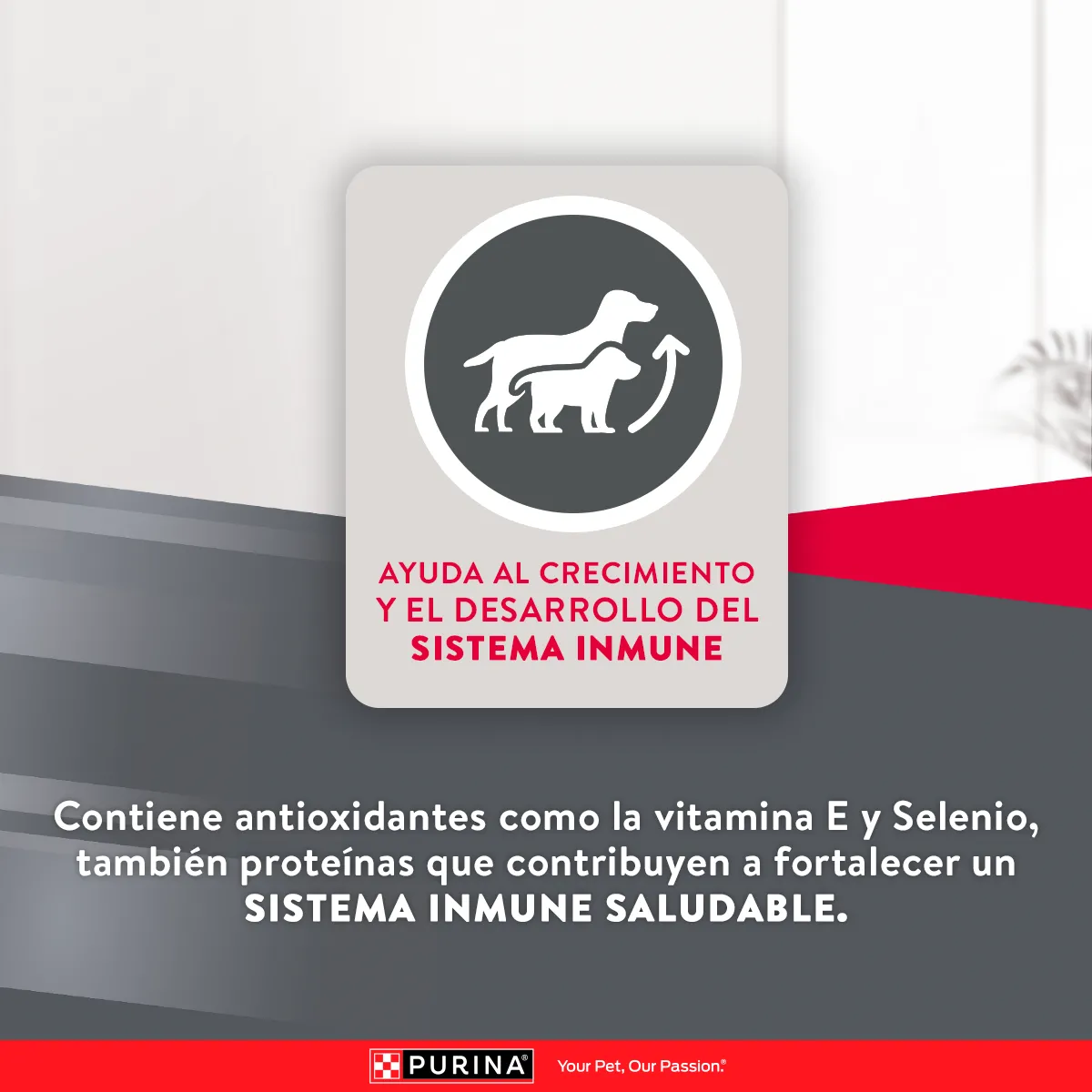 Excellent Cachorro Pollo y Arroz para Perro Cachorro Raza Pequeña - 8