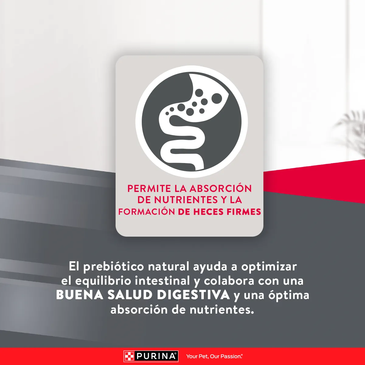 Excellent Cachorro Pollo y Arroz para Perro Cachorro Raza Pequeña - 7