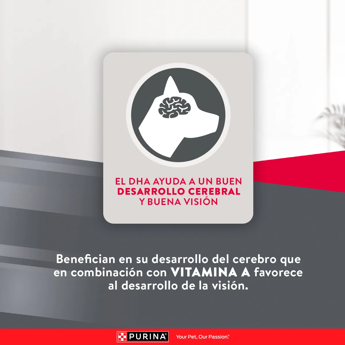 Excellent Pollo y Arroz para Perro Cachorro Razas Medianas y Grandes - 7