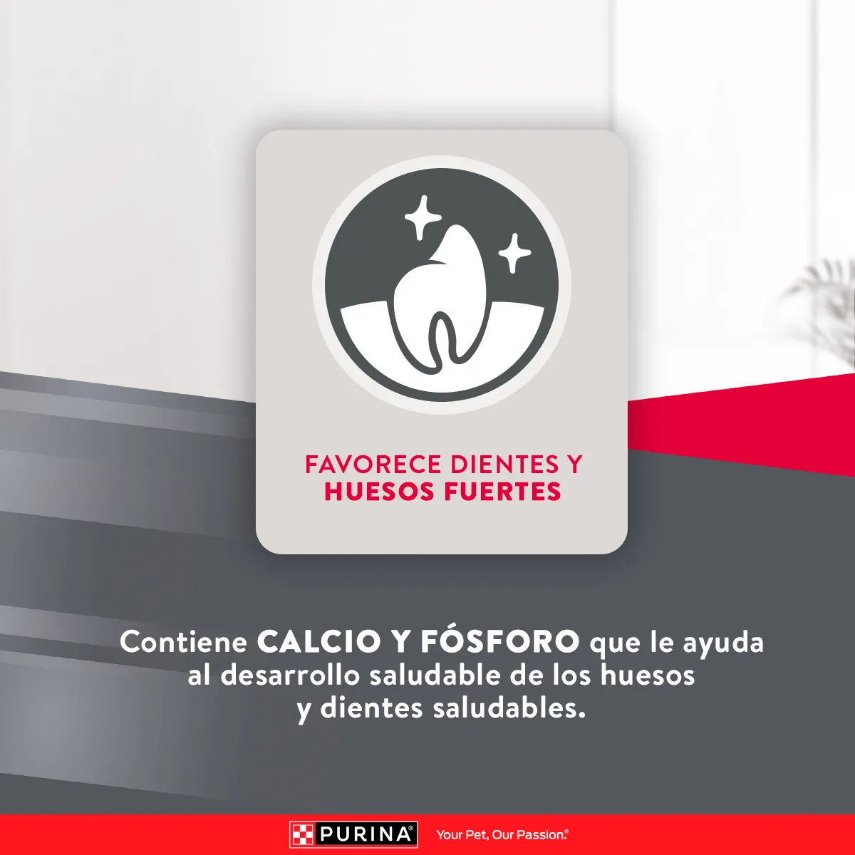 Excellent Pollo y Arroz para Perro Cachorro Razas Medianas y Grandes - 8