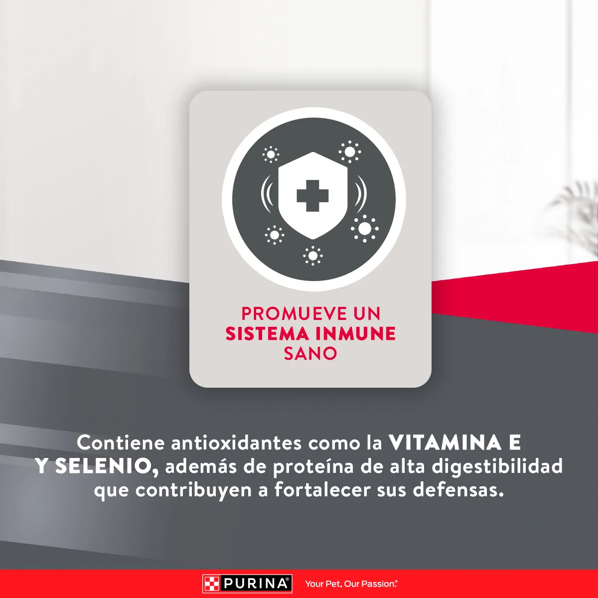 Excellent Pollo y Arroz para Perro Adulto Razas Medianas y Grandes - 7