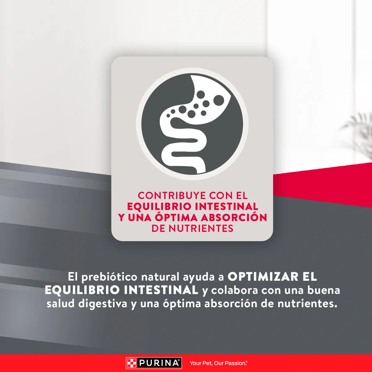 Excellent Pollo y Arroz para Perro Adulto Razas Medianas y Grandes - 8