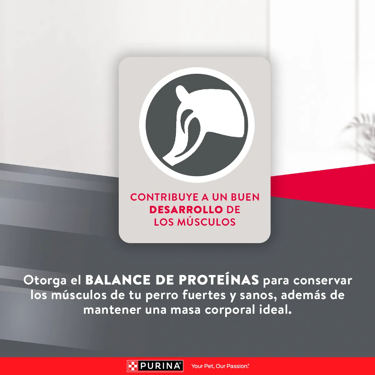 Excellent Mantenimiento para Perro Adulto - 6