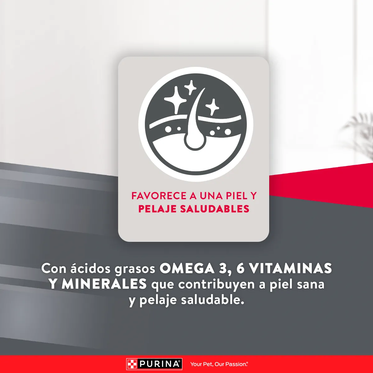 Excellent Cordero para Perro Adulto - 6