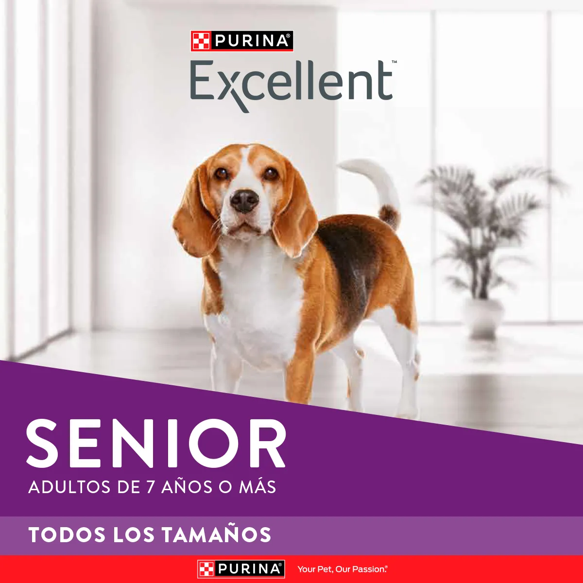 Excellent Senior Dog Pollo y Arroz para Perro Senior - 3