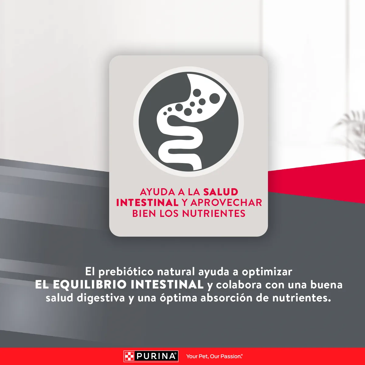 Excellent Senior Dog Pollo y Arroz para Perro Senior - 8