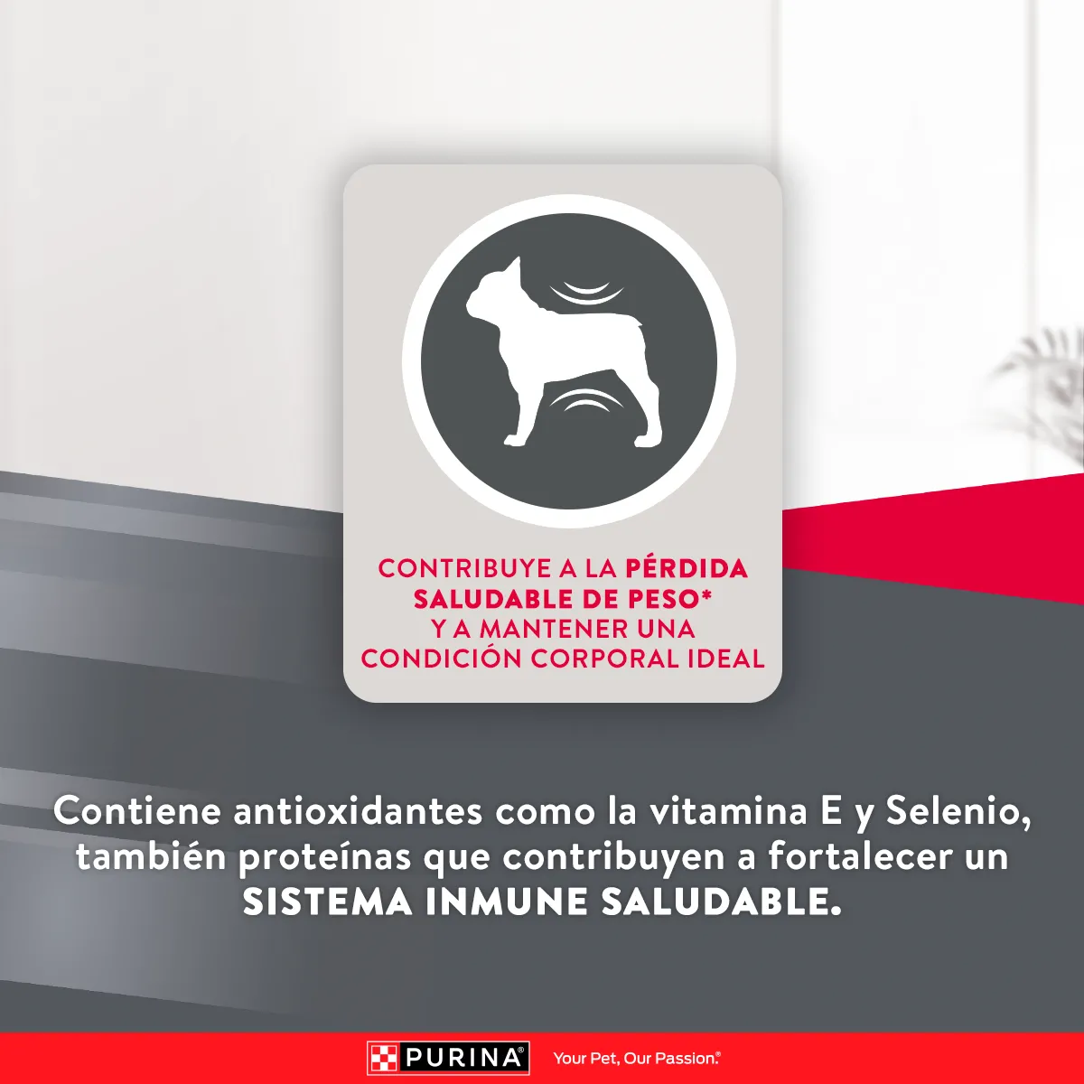 Excellent Control de Peso para Perro Adulto - 6