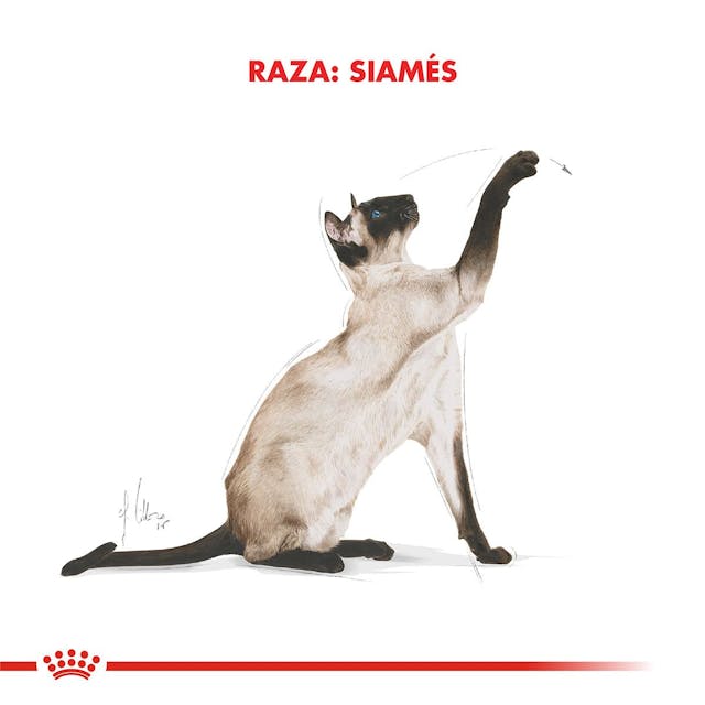 Royal Canin Siamese Adult - 5