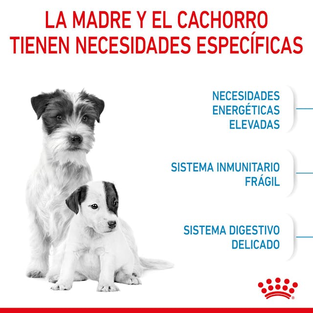 Royal Canin Mini Starter Mother & Babydog para Perro Cachorro Raza Pequeña - 8