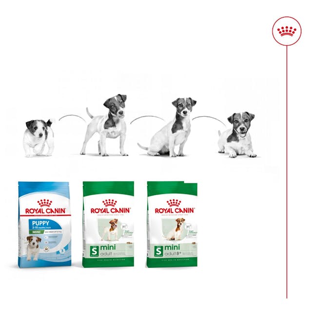 Royal Canin Mini Adult para Perro Adulto Raza Pequeña - 5