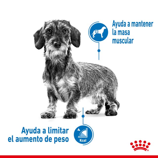 Royal Canin Mini Light Weight Care para Perro Adulto Raza Pequeña - 2