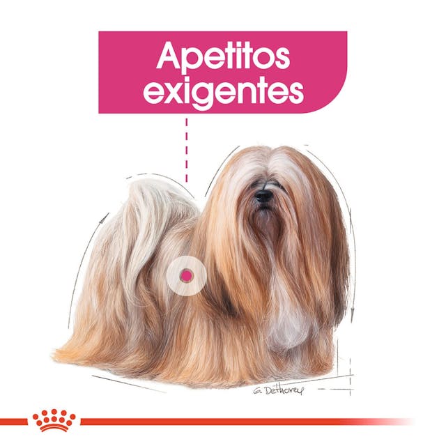 Royal Canin Mini Exigent para Perro Adulto Raza Pequeña - 6