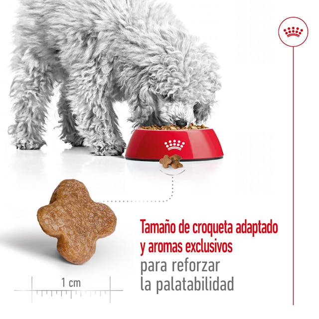 Royal Canin Mini Adult 8+ para Perro Senior - 4