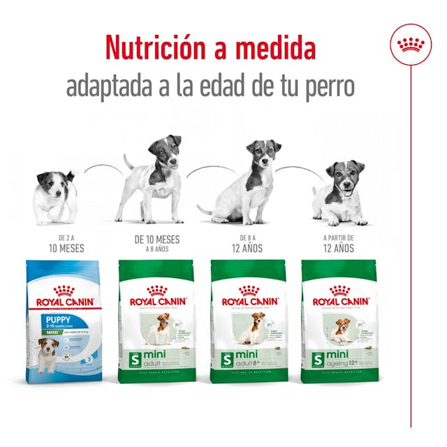 Royal Canin Mini Adult 8+ para Perro Senior - 5
