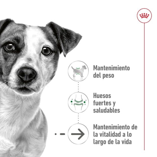 Royal Canin Mini Ageing para Perro Senior - 2