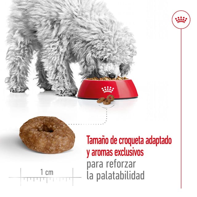 Royal Canin Mini Ageing para Perro Senior - 4