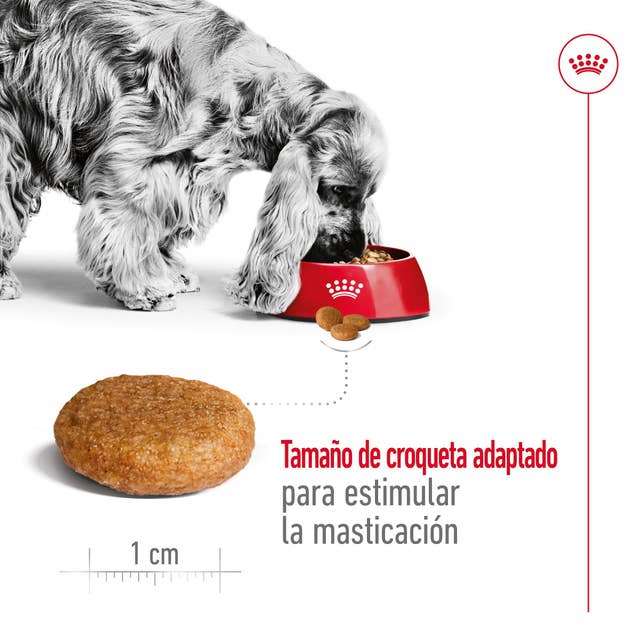 Royal Canin Medium Adult para Perro Adulto Mediano - 4