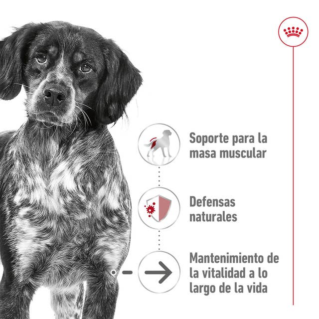 Royal Canin Medium Ageing para Perro Senior - 2