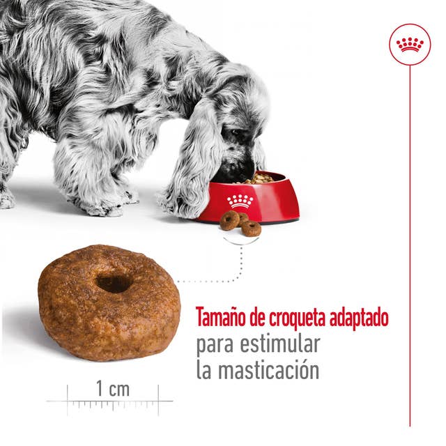 Royal Canin Medium Ageing para Perro Senior - 4