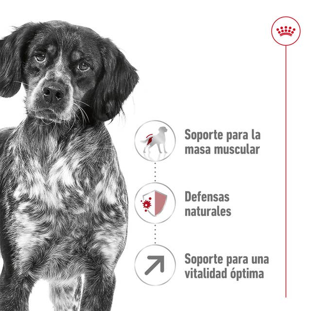 Royal Canin Medium Adult 7+ para Perro Senior - 2