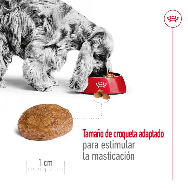 Royal Canin Medium Adult 7+ para Perro Senior - 4