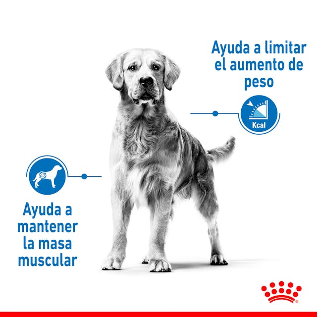 Royal Canin Medium Light Weight Care para Perro Adulto Mediano - 4