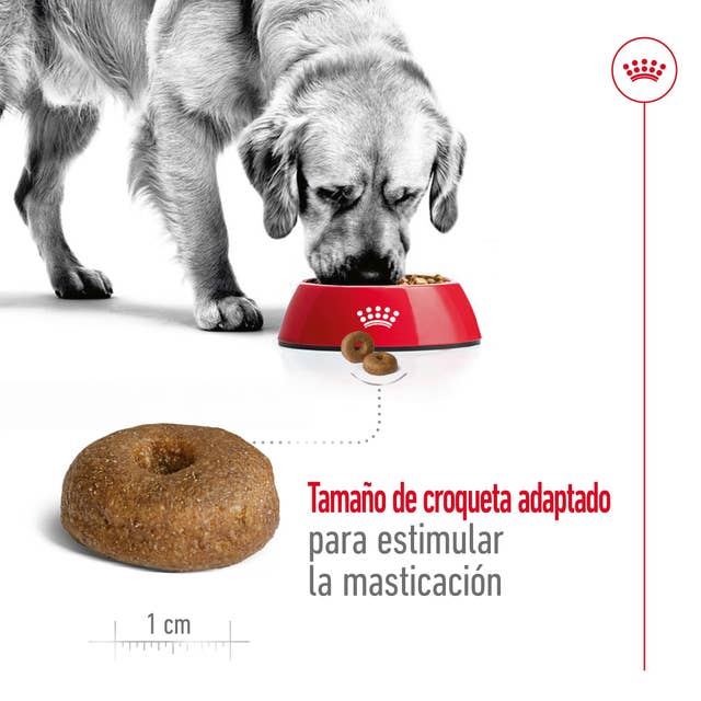 Royal Canin Maxi Ageing para Perro Senior - 4