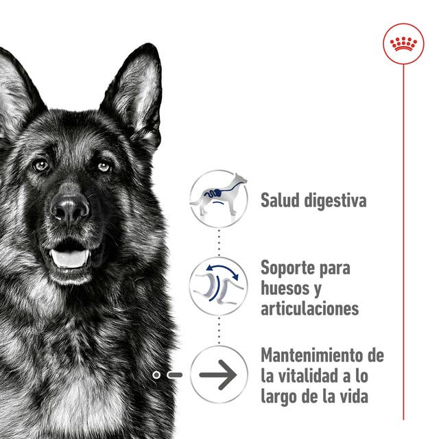 Royal Canin Maxi Ageing para Perro Senior - 2