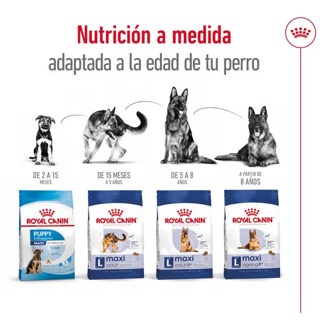 Royal Canin Maxi Ageing para Perro Senior - 5
