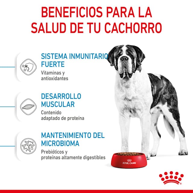 Royal Canin Giant Junior para Perro Cachorro Raza Gigante - 4
