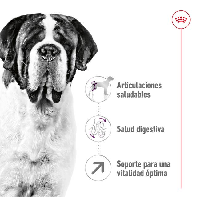 Royal Canin Giant Adult para Perro Adulto Raza Grande - 2