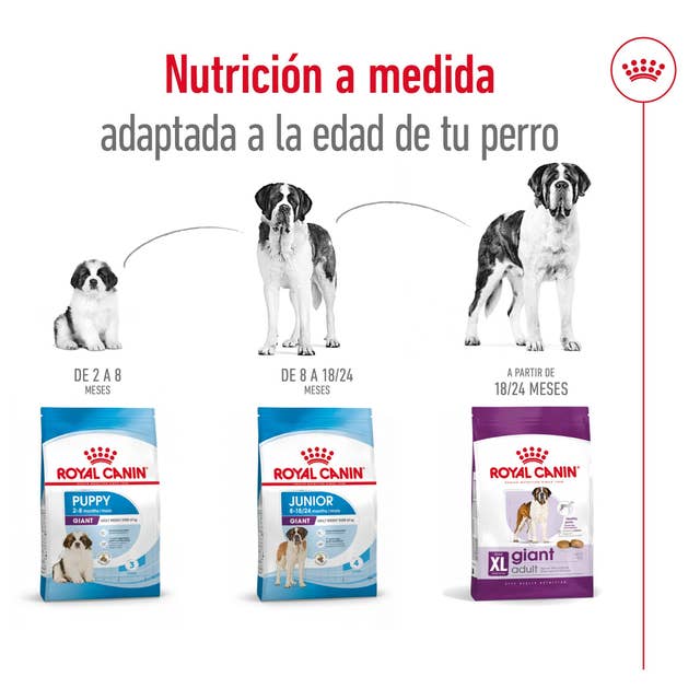 Royal Canin Giant Adult para Perro Adulto Raza Grande - 5