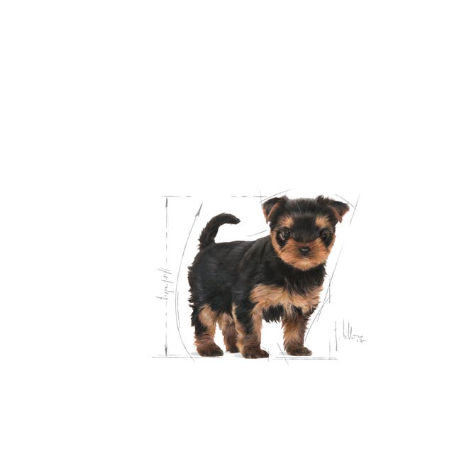 Royal Canin Yorkshire Terrier Puppy - 8