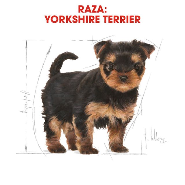 Royal Canin Yorkshire Terrier Puppy - 3