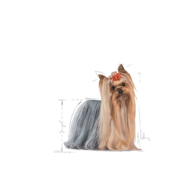 Royal Canin Yorkshire Terrier Adulto - 7