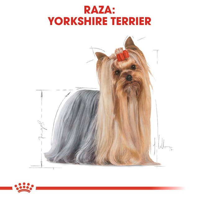 Royal Canin Yorkshire Terrier Adulto - 4